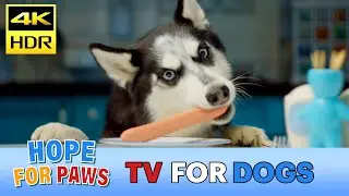 Relaxing video for dog! 10 HOURS of fun - NO loops. Please leave on for your pets. #meditation