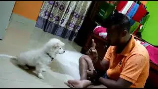 german spitz puppy training time😘😘😘😘