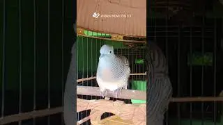 Zebra Dove call Bird sounds for relaxations 47 #birds #birdsounds #birdsoundscape #birdsong #animals