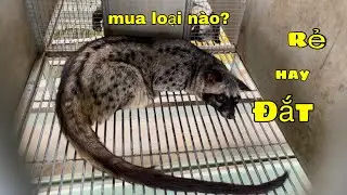 Khởi Nghiệp Nuôi Chồn Hương Nên Chọn Con Giống Rẻ Hay Đắt/Góc Chăn Nuôi