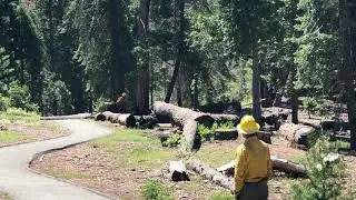 Trail of a 100 Giants Falling Dead Trees