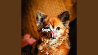 Exquisite Moods for De-Stressing Dogs