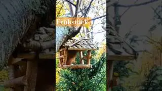 Fr&uuml;hst&uuml;ck #shortsvideo #kohlmeise #eichh&ouml;rnchen #fr&uuml;hst&uuml;ck #futterhaus #squirrel