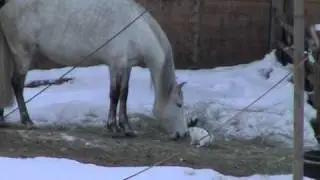 Rabbit and our horses.mpg
