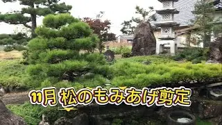 11月 松のもみあげ剪定