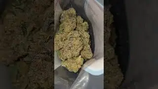 Lemon 🍋 Dosidos Buckeye Relief