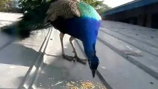 avereal.AVI