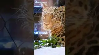 Halloween With Cute Rare Animals at NYC Staten Island Zoo