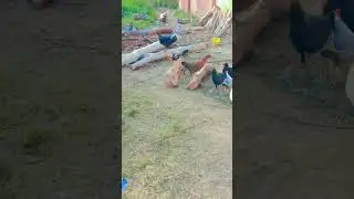 Desi mugri |Desi hen