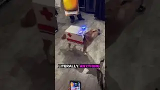 The Legendary Shiba Inu &ndash; Meme Dog IRL!