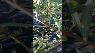 Blackskin Willow (Salix myrsinifolia 'Blackskin') - Summer