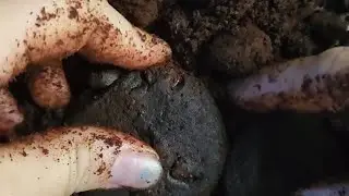 ASMR - Burnt Cookie Crumble #asmr #crumbleasmr #asmrcookies #asmrcrunch #asmrcrunchy #asmr