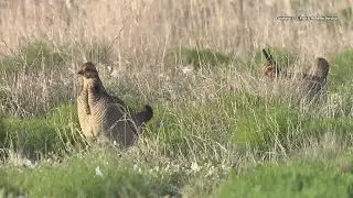 Endangered species listing vacated for the Lesser Prairie Chicken