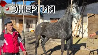 ЧОҢ БЭЭ ЭНЕРГИЯ документтери менен