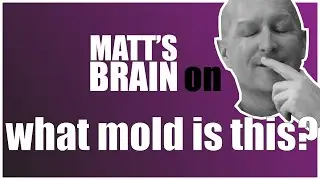 What mold is this? (Mold in residential real estate and we answer REALTOR&reg; questions.)