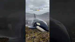 Seeing a whale breath out of water 🤯 #shorts #2022