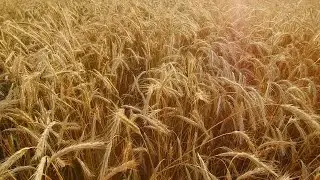Walking Through Wheat Field Stock Video