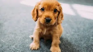 Improving Mobility for Senior Cocker Spaniels with Mobility Aids