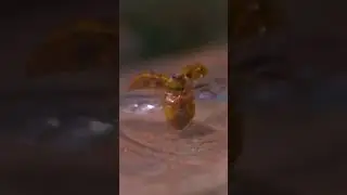 Lady beetle taking off in slow-mo
