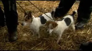 Jack Russels Hunting Rats