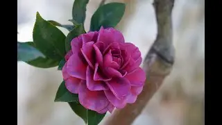 茶花 2021 (Camellia 2021)