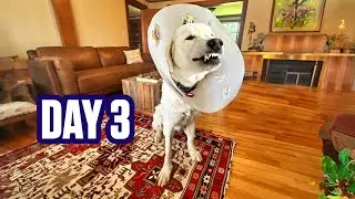 I'm Turning My Farm Dog into a House Dog