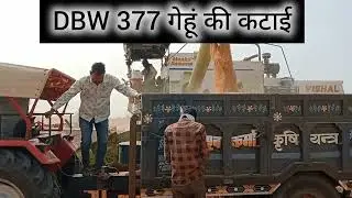 DBW 377 करण बोल्ड गेहूं की कटाई।उत्पादन रहा शानदार। 1 हेक्टयर भूमि में 75 क्विंटल गेंहू।