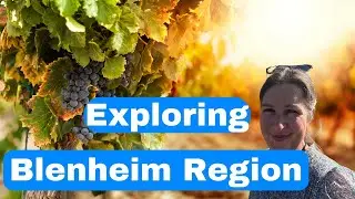 Exploring Blenheim Vineyards - A Wine Lover's Dream in New Zealand