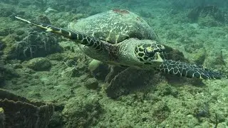 St Lucia Scuba - La Toc Reef 07/30/2024