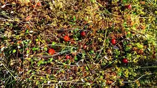КЛЮКВА на болоте, ПРИРОДА Ярославской области, Россия, приятные воспоминания