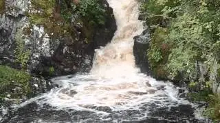 Leaping Scottish Salmon