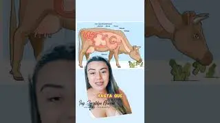 Funci&oacute;n del r&uacute;men, ret&iacute;culo, omaso y abomaso 🐮