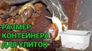 Container/terrarium size for Achatina, Archachatina and other snails