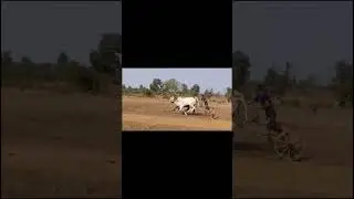 morgaw shankar pat Dev_Rana #bailgadasharyat #reels #youtubeshorts #bullrace #maharashtra #bailagada