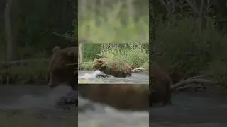 Human Error: The Cause of Most Bear Attacks