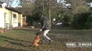 Malinois mit 20 Wochen - aus dem Trieb in die innere Ruhe