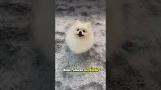 5 modi in cui i cani ti rendono pi&ugrave; felice 😊🐕