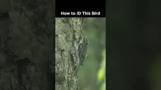 Can you identify this small bird?