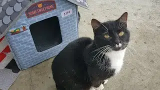 HEATED CAT HOUSE FROM AMAZON REVIEW 🏠 🐈