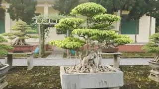 VN Essence Detalhes do bonsai: bonsai são obras cultivadas em vasos.#bonsai #bonsai #bonsaitree