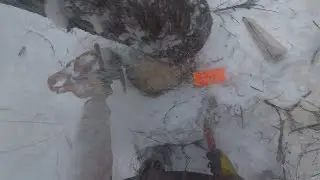 Frozen dead tree felling mishap. 550 xp nearly crushed