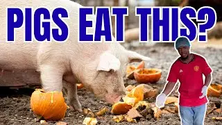 What Do Pigs Eat?