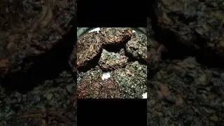 Colocacia leaves|patrode|pateed|dhindhde|arbi leaf|ptid|ghadyali|taro leafs|taro|food|indian food ❣️