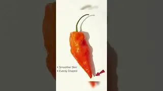 What are the differences between a Habanero and a Scotch Bonnet? #food #kitchen #pepper #spicy
