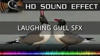 Laughing Gull Sound Effect 🔉🐦 | HQ