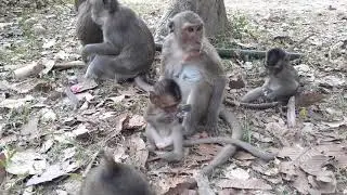 Monkey life at cambodia