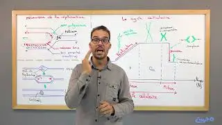 SVT 2Bac: DNA (8-1) - Molecular Mechanism of Replication (Enzymes) | Al-Masdafa