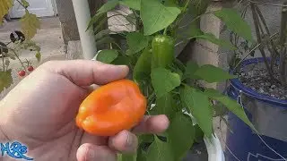 ⟹ Lunchbox Orange Sweet Snacking Pepper | Capsicum Annuum | Pod Review