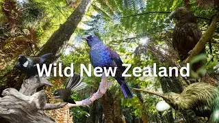 Epic Birds of Tiritiri - Pure New Zealand Nature Sounds