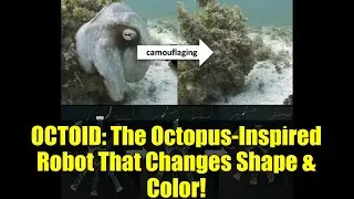 OCTOID: Робот, вдохновленный осьминогом, который меняет форму и цвет!